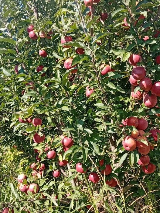 Сухофрукты из яблока Апорт