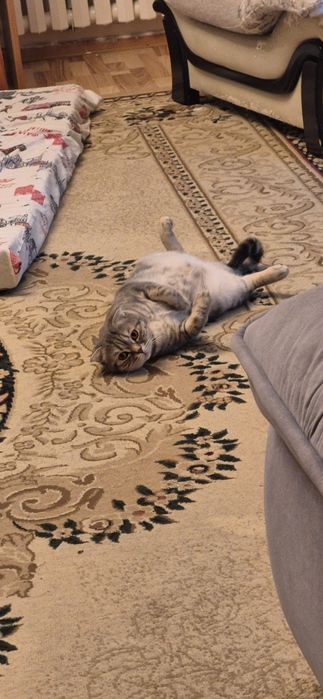 Отдам кисулю в хорошие руки!