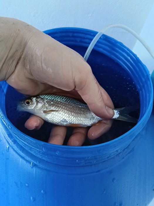 Живец           .