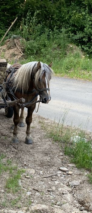 Vand armasar  de 4,5 ani