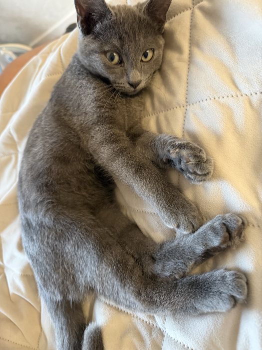 Отдам котенка в добрые руки
