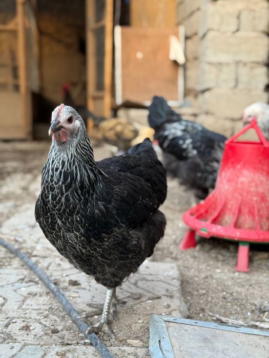 Germaniya Parodasi SUSEKS SILVER GREY Tuhum va Jo’jalari sotiladi