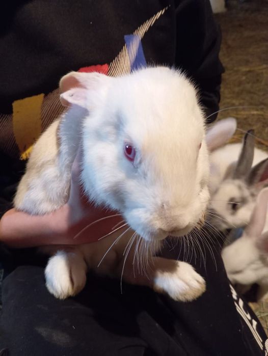 Продаётся кролики