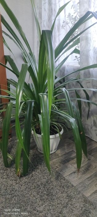 Продам цветок.. 15000 тенге.