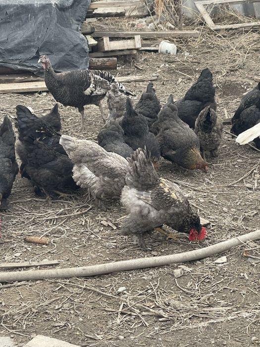 Яйцо куриное для инкубации