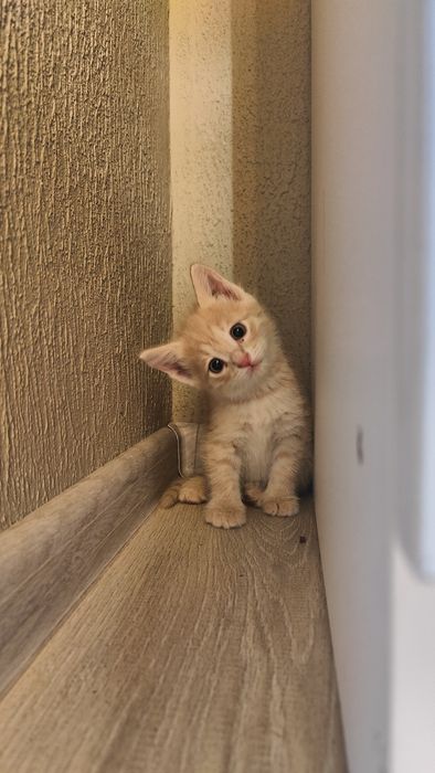 Котята в хорошие руки