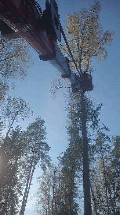 Дарахт кесиш хизмати спилим дерево обрезка