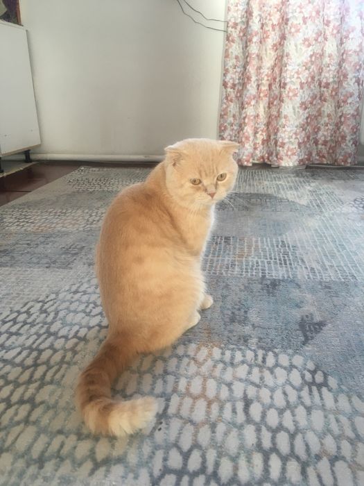 Шатландец, вислоухий кот