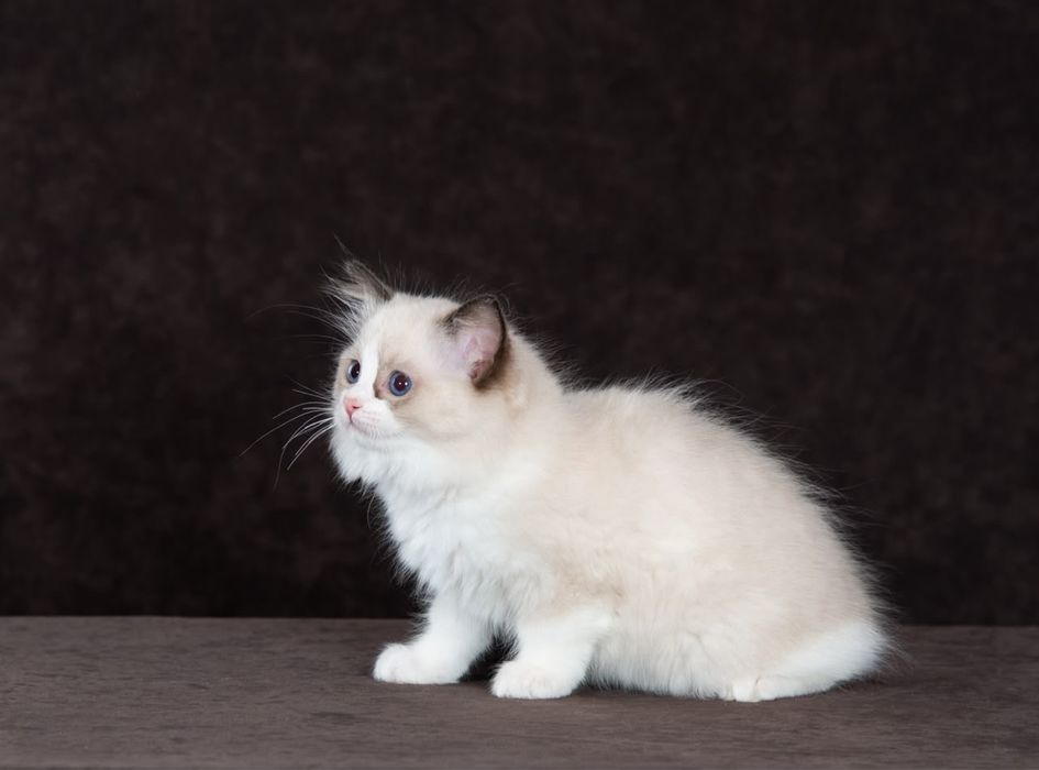 Котята породы регдолл