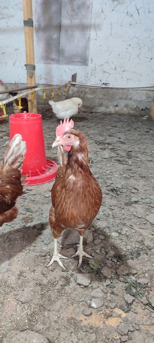 Loman zotli tovuqlar sotiladi