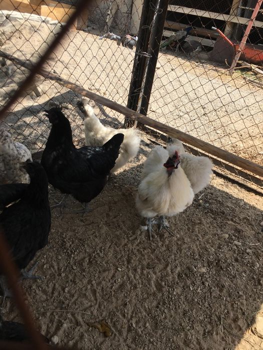 Шёлктар сатылады