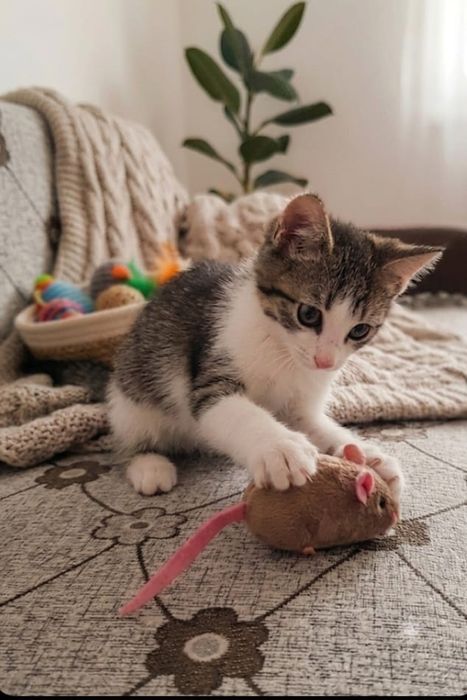 Котенок! Шустрый и игривый!