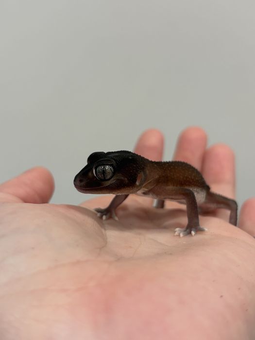 Нефрурус геккон самец