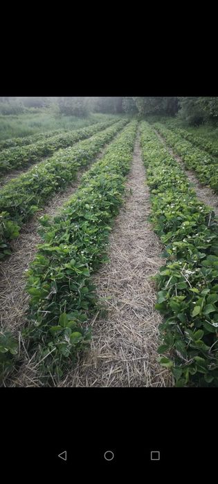 Разсад Ягоди и Малини