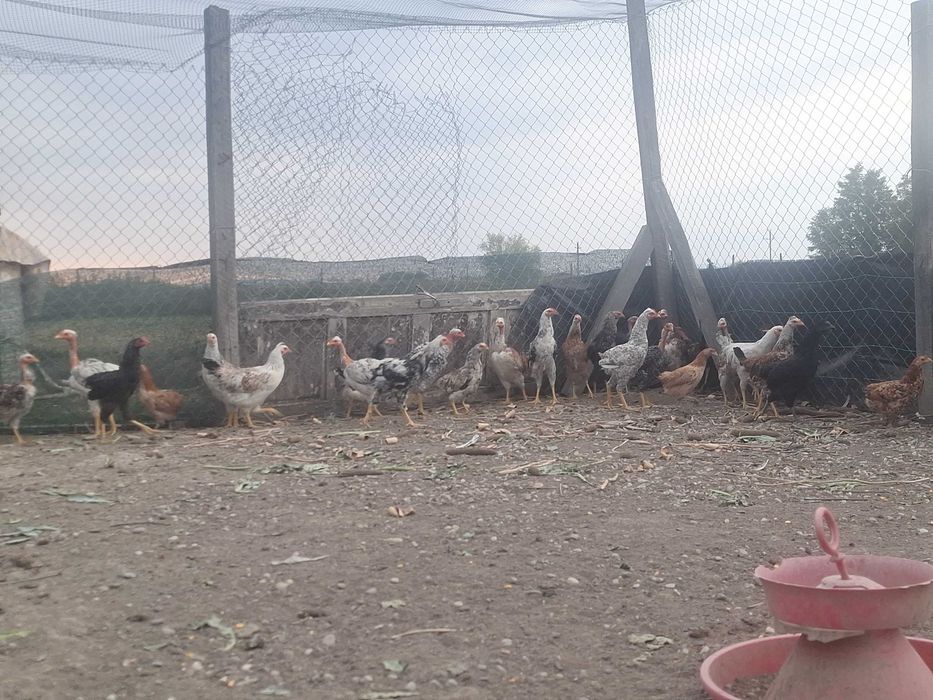 Pui de gaina de casa