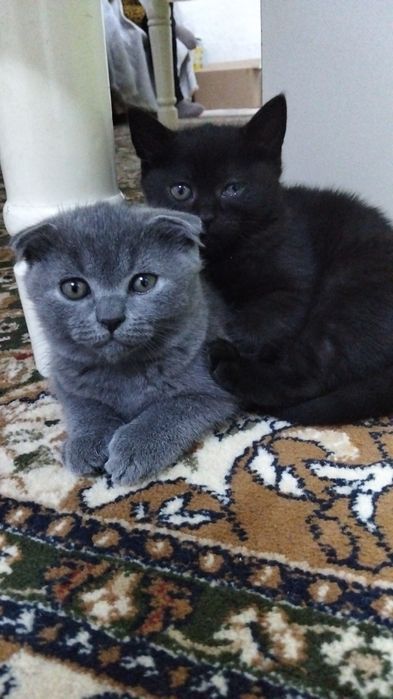 Котята 2.5месяца,ласковые игривые,приучены к лотку,к еде не прихотливы