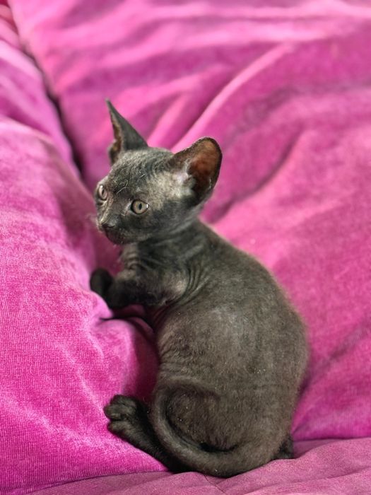 Мальчики сфинксы