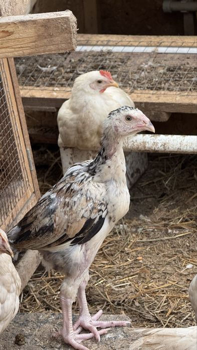 Петухи два месяца