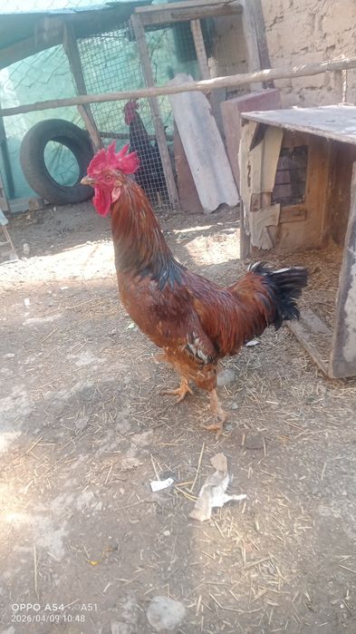 Quyon va Xurozlar
