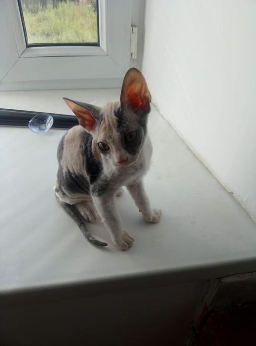 Породистый сфинкс