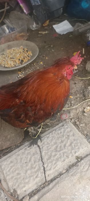 Yapon xoʻroz va tovuq sotiladi