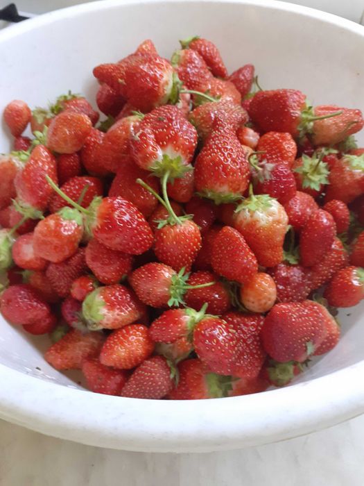 Рассада клубники