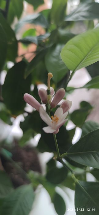 Мандарин плодоносящий