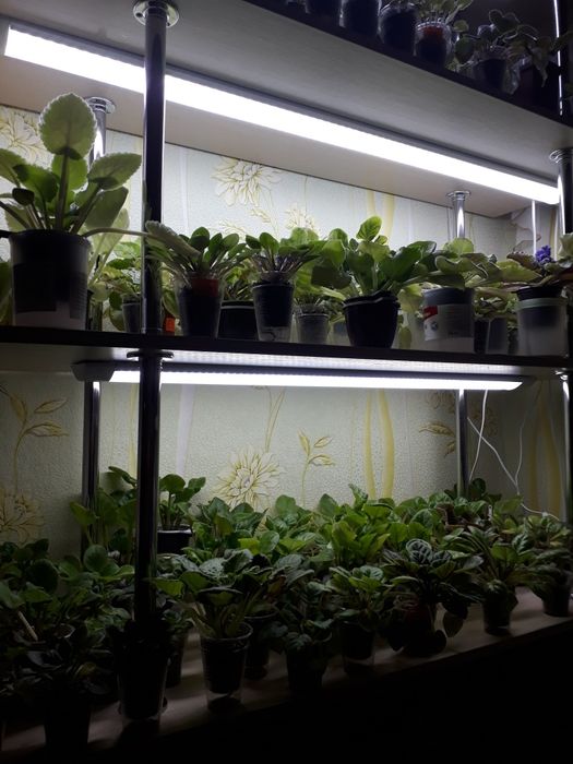 Продам Фиалки сортовые