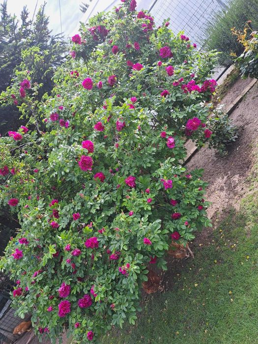 Trandafir de dulceata la ghiveci