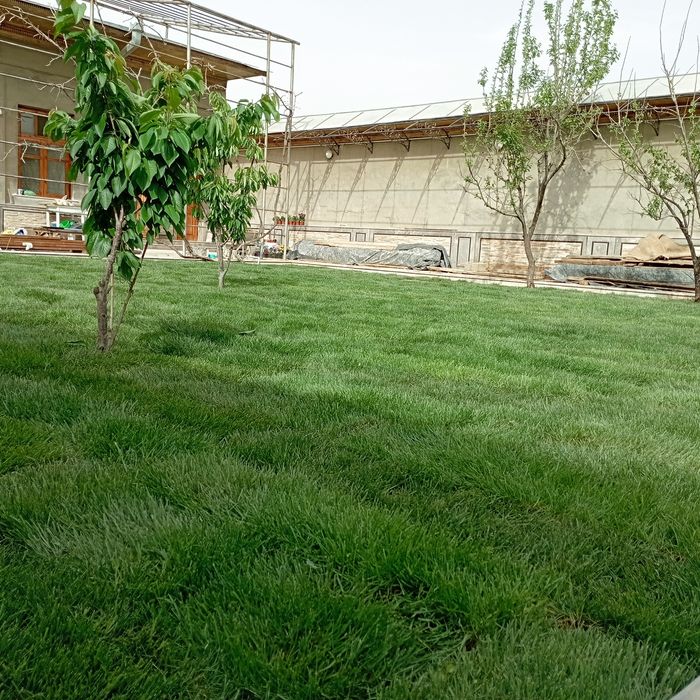 Сифатли газон  арзон нархда