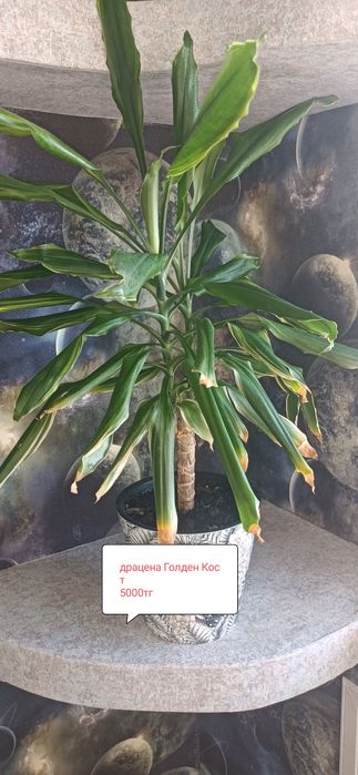 Продам ухоженные цветы