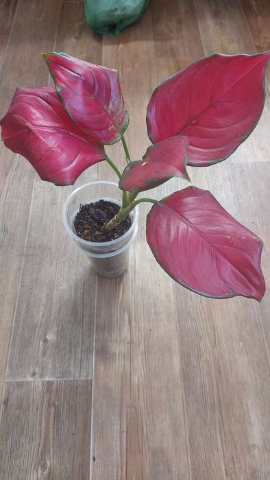 Филадендрлн Биркин