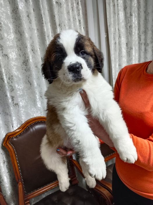 Продам щенка сенбернара