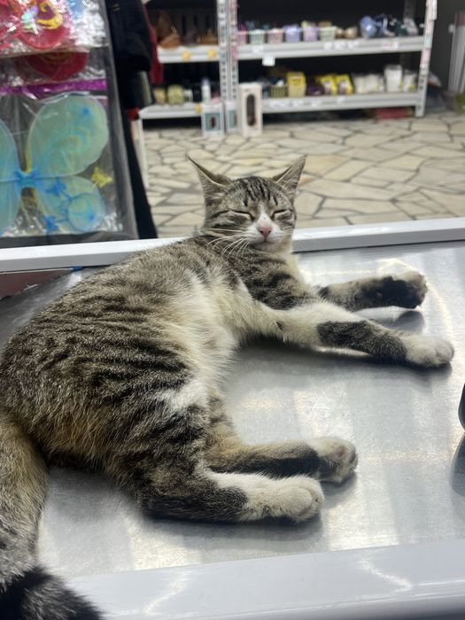 Котенок в добрые руки