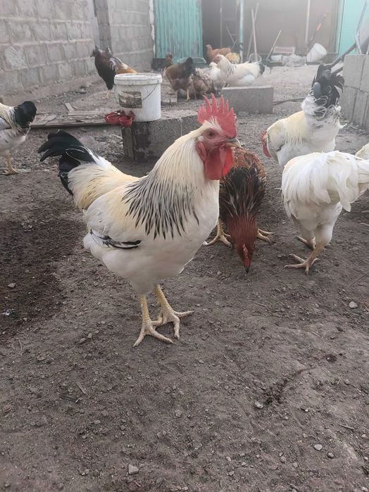 Куры несушки разные породы