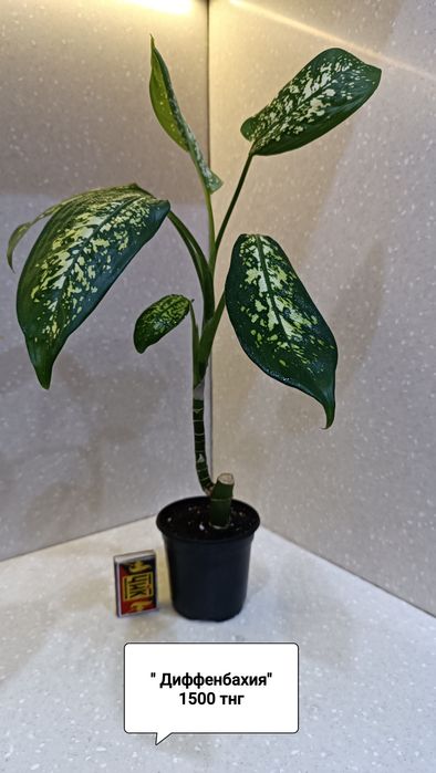 Комнатные цветы для дома