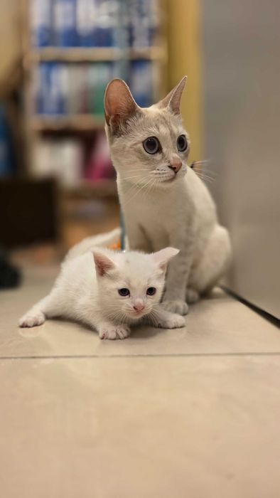 Котенок, кошка, девочка 6 недель