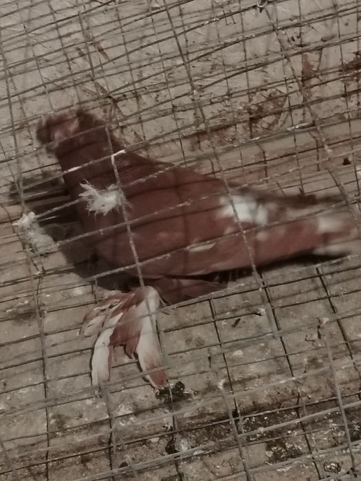 Продам голубку чинка.