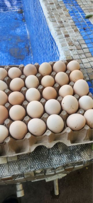 домашний яйца, уй тухуми