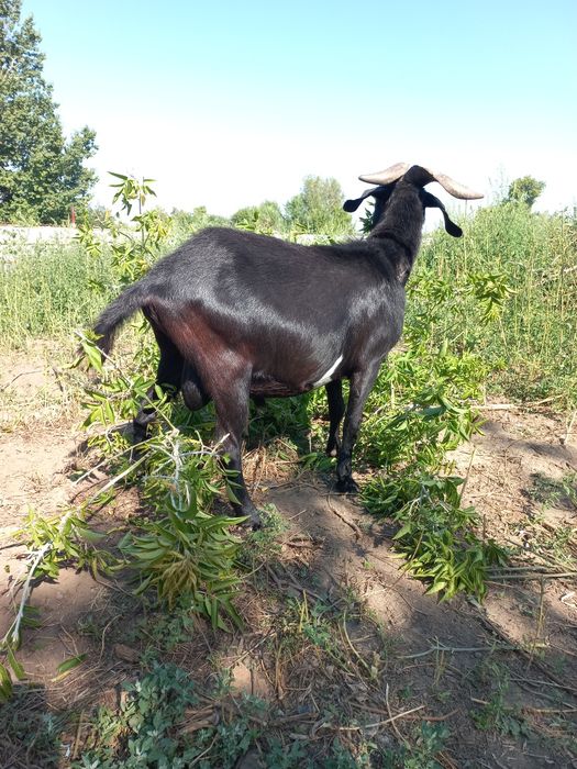 Продам козла ,нубиец