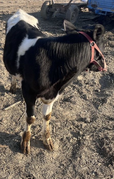 Vand vitel de 4 luni