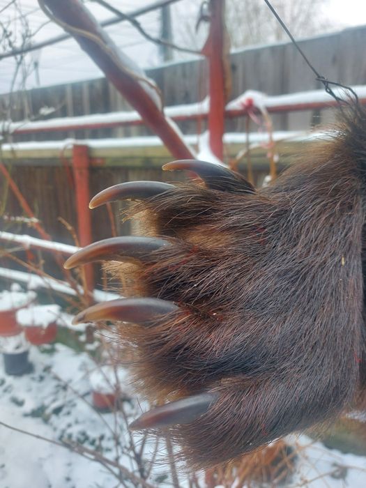 Piele de urs...blana de urs