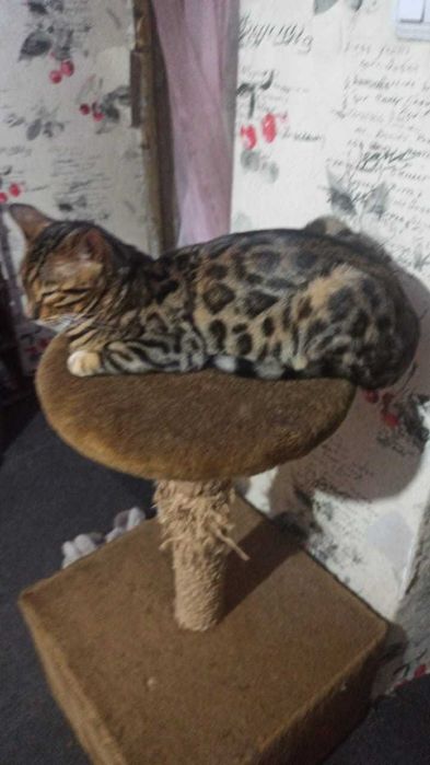 Пропал бенгальский кот