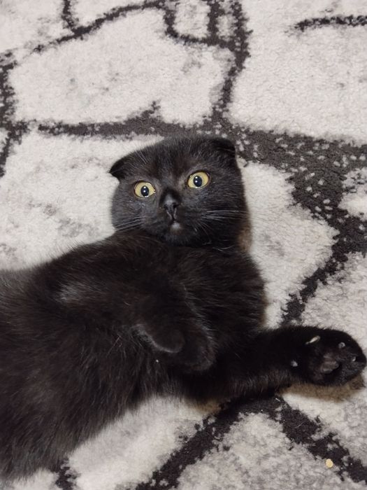 Motanel Scottish fold short hair chocolat