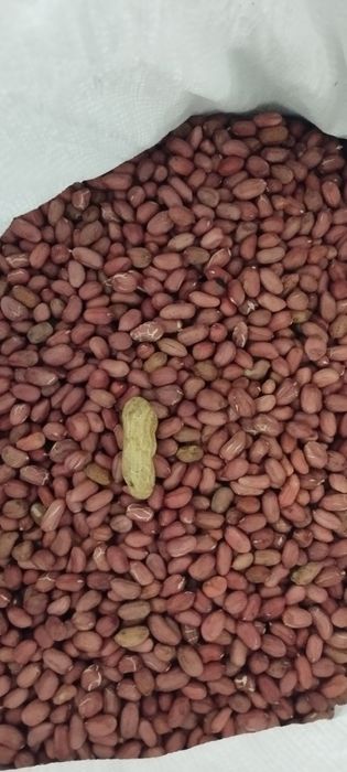 Фъстъци български