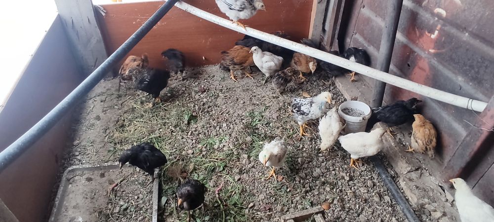 Продам цыплят домашних подросших