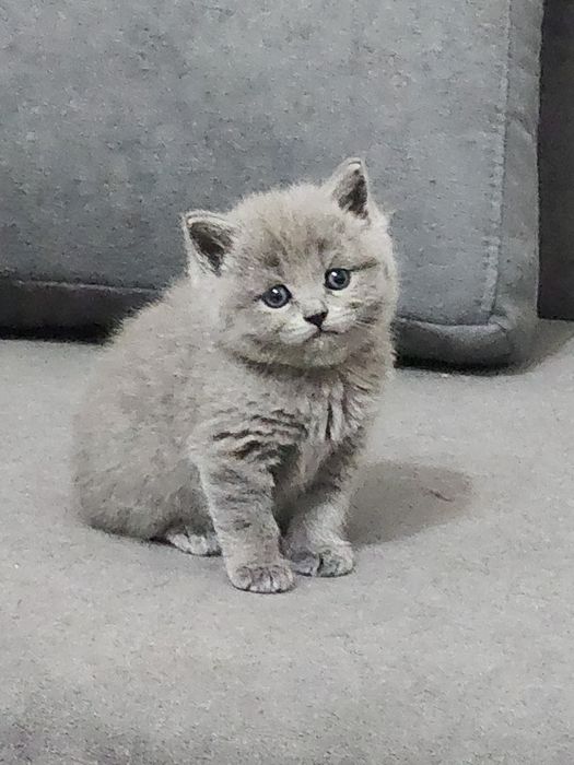 Британцы родители свои 100% правильная вязка