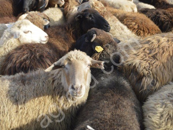 Продам мясисистых Барашков