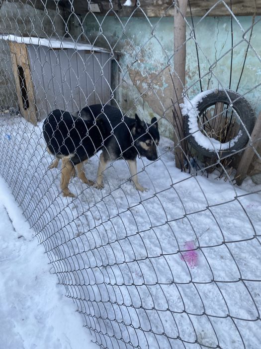 Восточно европейская овчарка