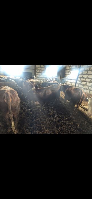 Продам 30 голов бычка с откорма